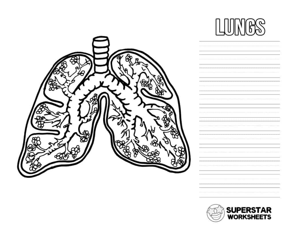 respiratory system diagram for kids worksheet