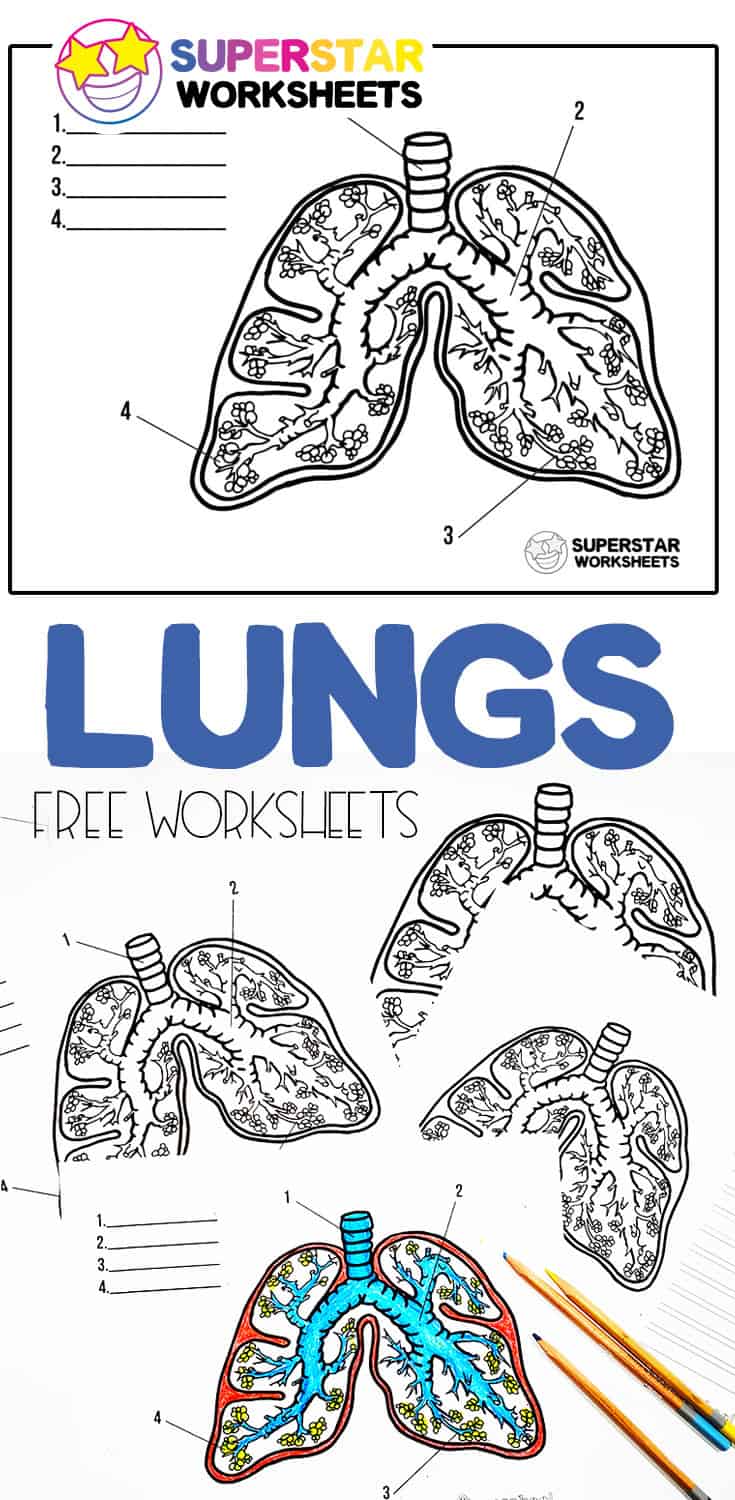 human-lungs-worksheets-superstar-worksheets