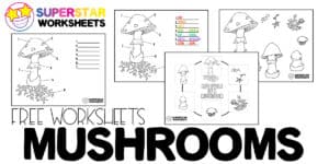 Mushroom Life Cycle Worksheets - Superstar Worksheets