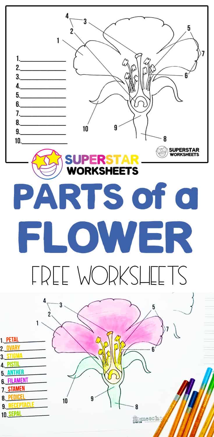 Parts of a Flower Worksheets Superstar Worksheets