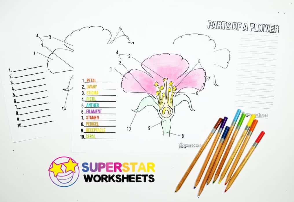 science of a flower diagram