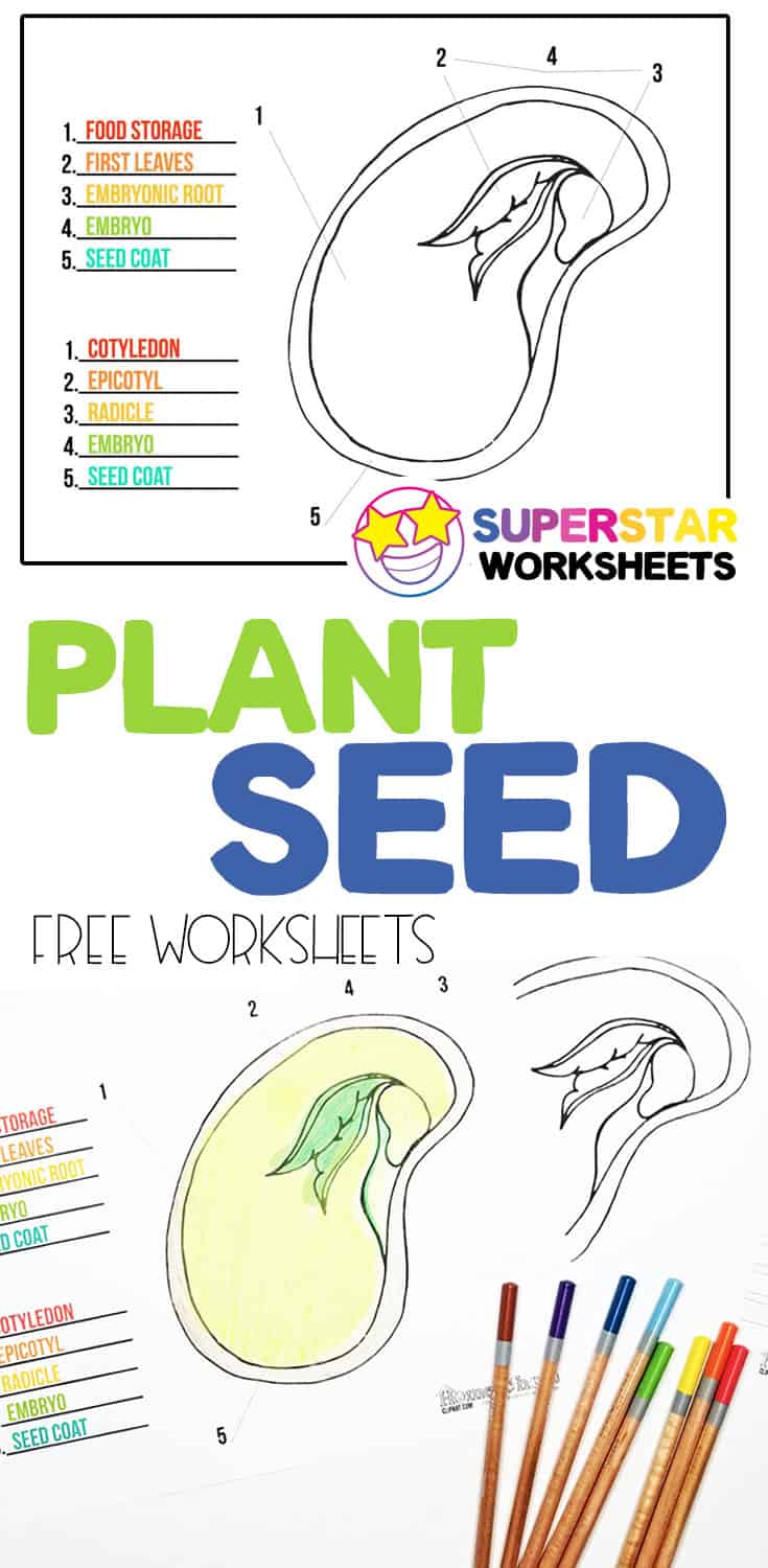 Parts Of A Seed Worksheet For Kids