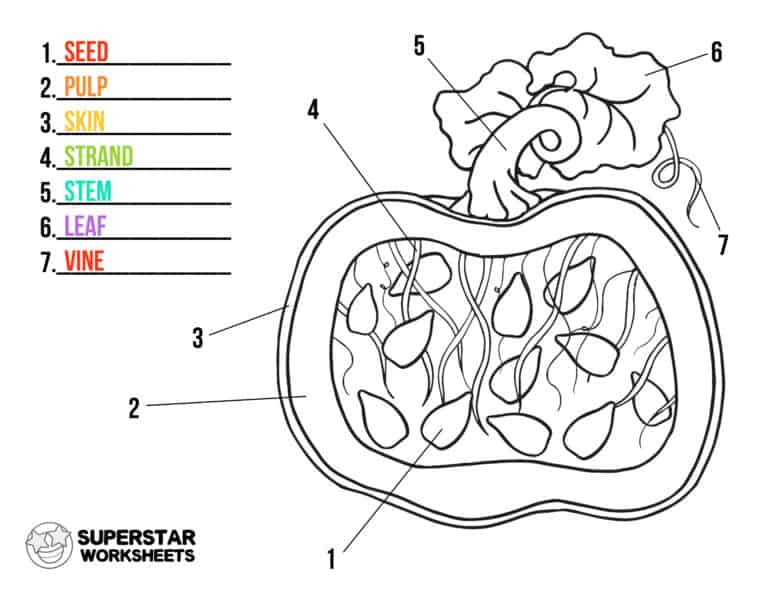 Pumpkin Worksheet - Superstar Worksheets