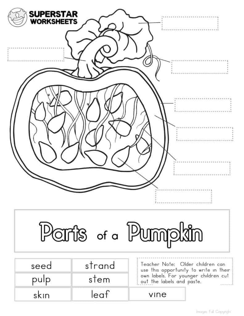 Free Printable Parts Of A Pumpkin Worksheet
