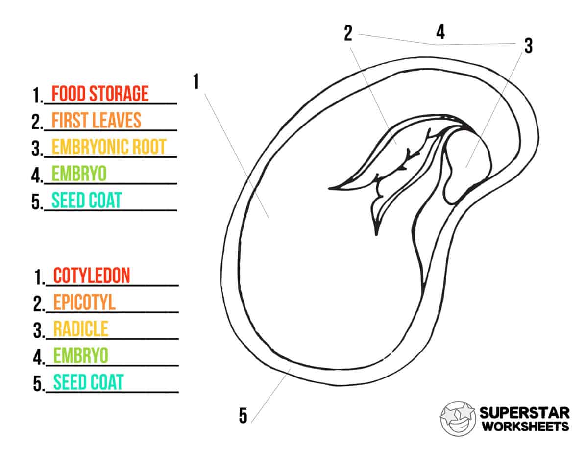 Parts Of A Seed Worksheets Superstar Worksheets