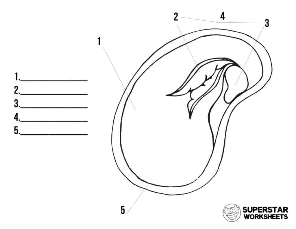 Parts Of A Seed Worksheet For Kids