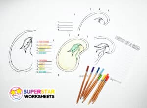 Parts of a Seed Worksheets - Superstar Worksheets