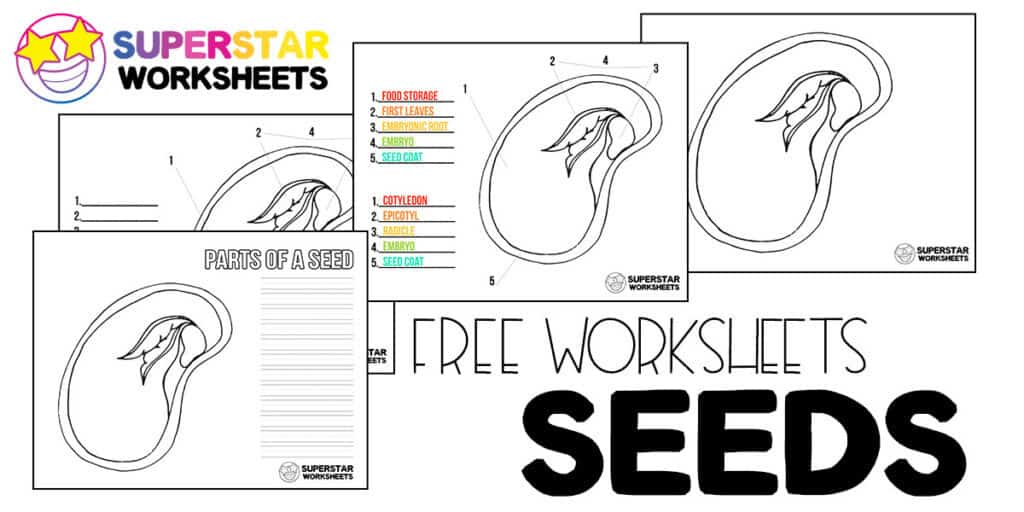 Parts Of A Seed Worksheet For Kids