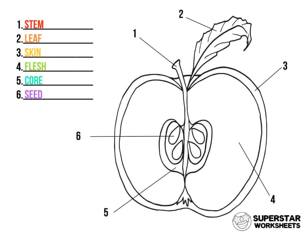 Apple Worksheets - Superstar Worksheets Inside Parts Of An Apple Worksheet