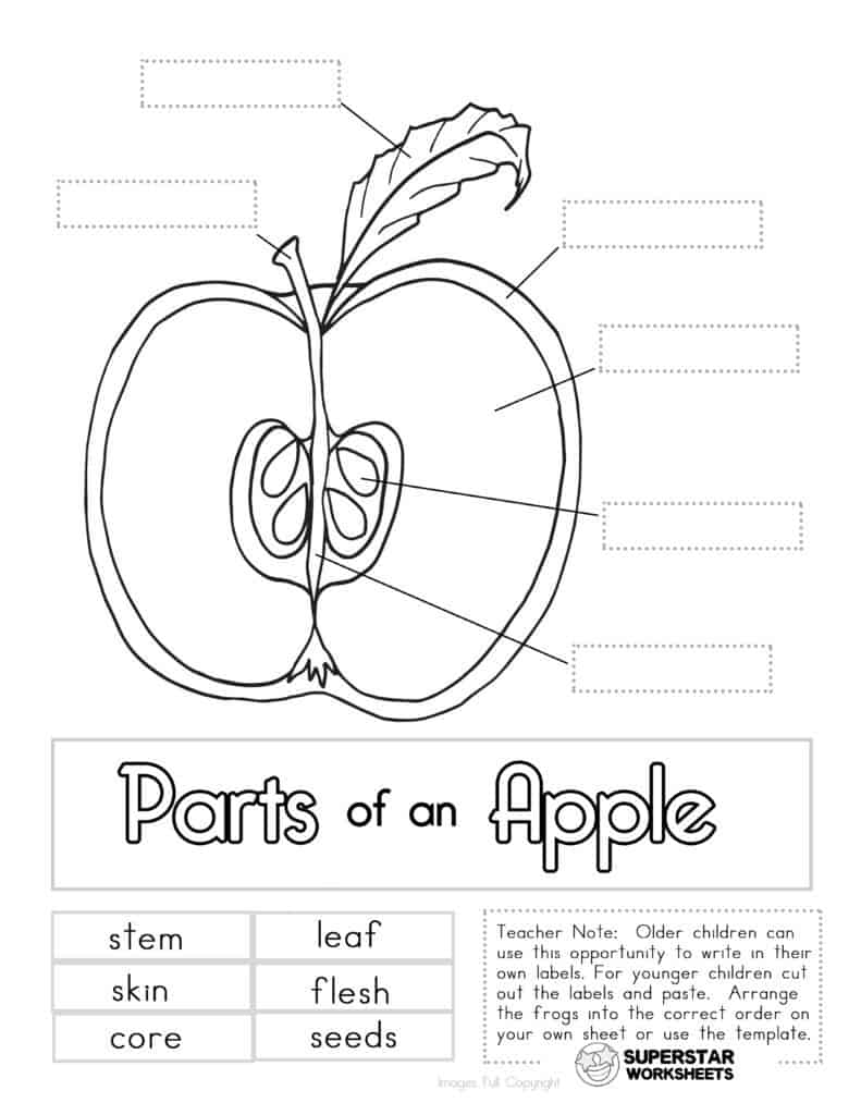 Apple Worksheets - Superstar Worksheets Within Parts Of An Apple Worksheet