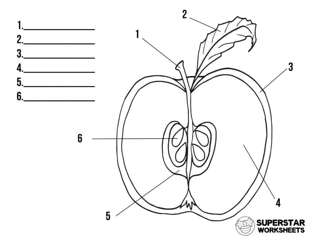 Parts Of An Apple Worksheet Free Printable