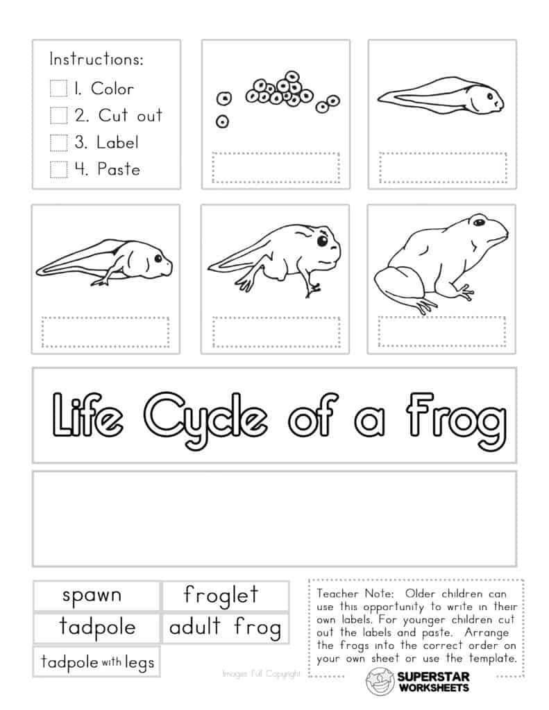 Life Cycle of a Frog Worksheets - Superstar Worksheets In Frogs Life Cycle Worksheet