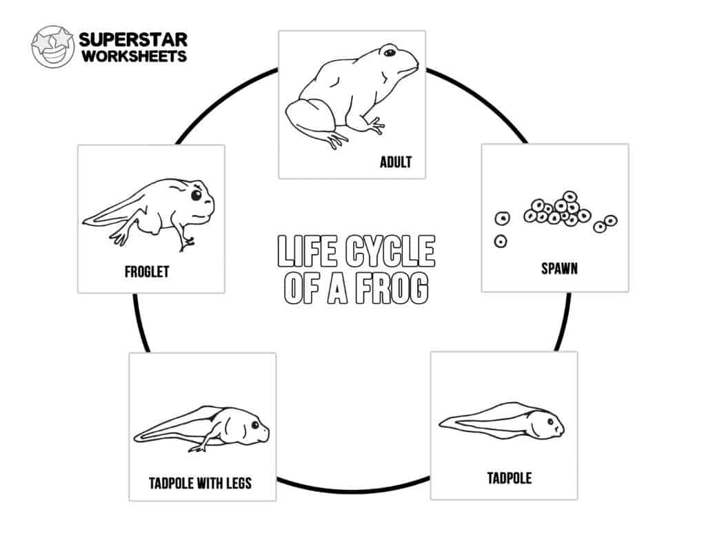 Life Cycle of a Frog Worksheets - Superstar Worksheets In Frog Life Cycle Worksheet