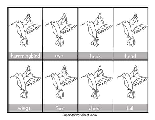 hummingbird life cycle