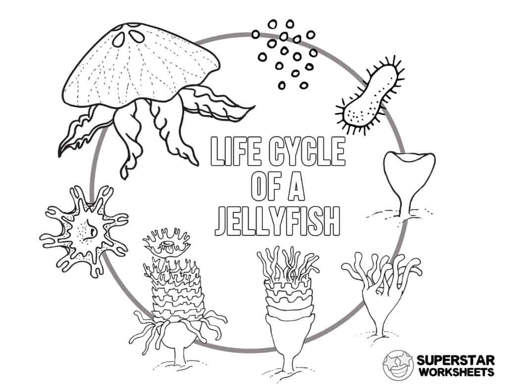 jellyfish diagram for kids