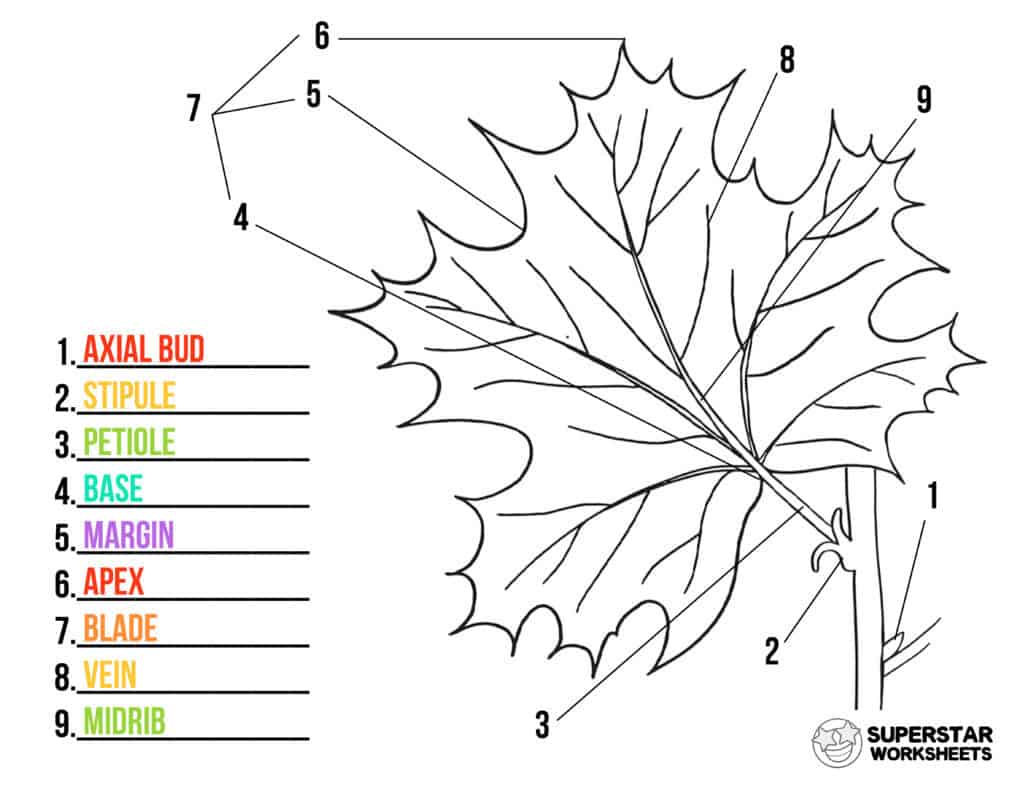 Parts of a Leaf