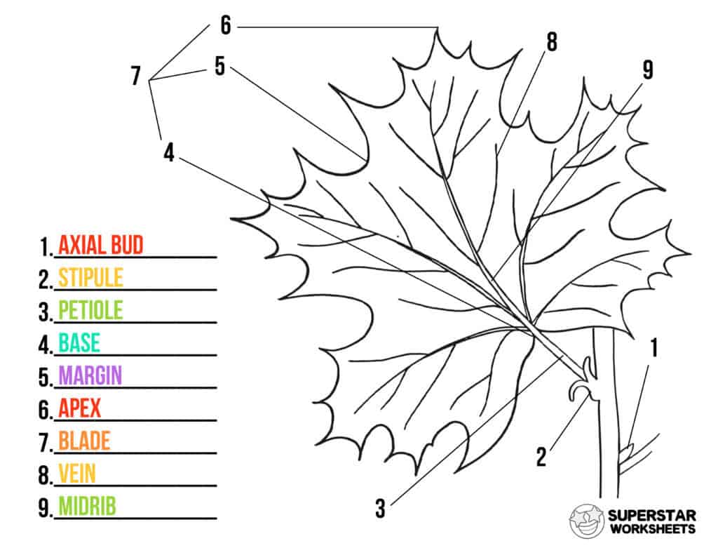 Parts Of A Leaf Worksheet Superstar Worksheets