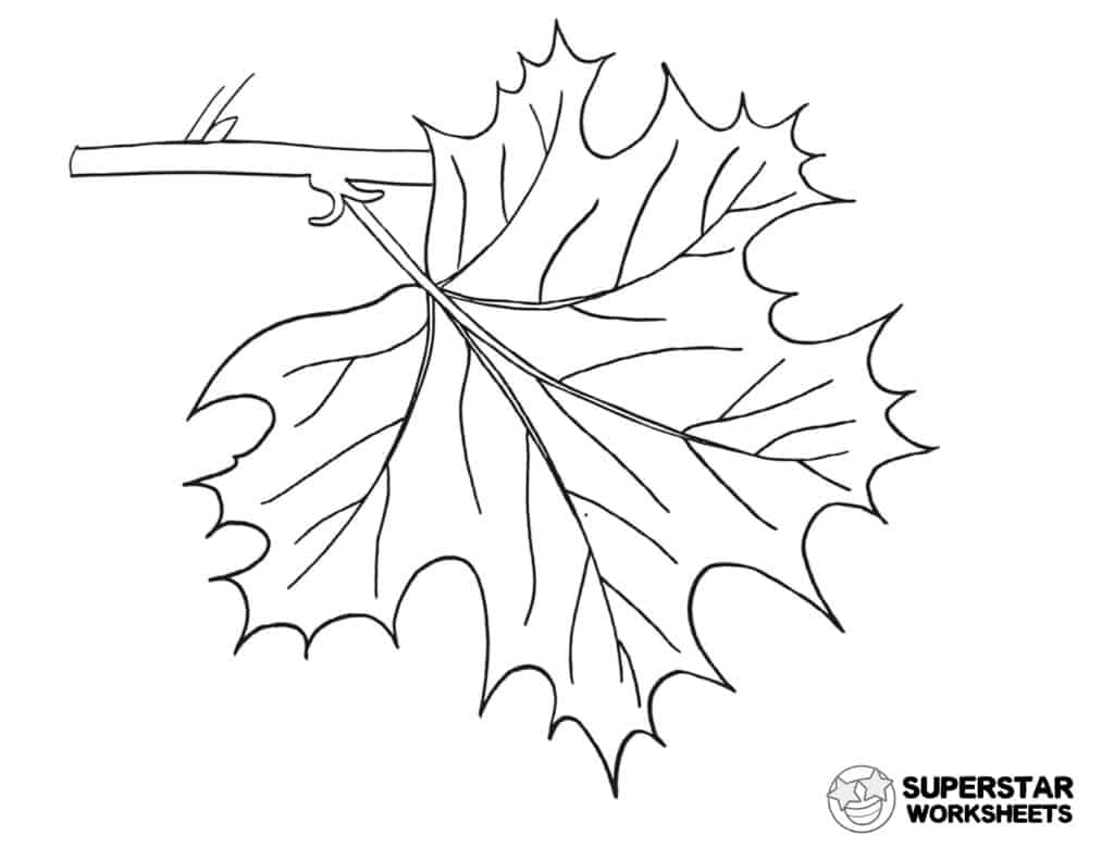 Parts of a Leaf Worksheet - Superstar Worksheets