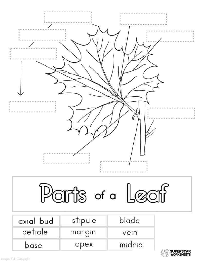 Parts of a Leaf Worksheet - Superstar Worksheets