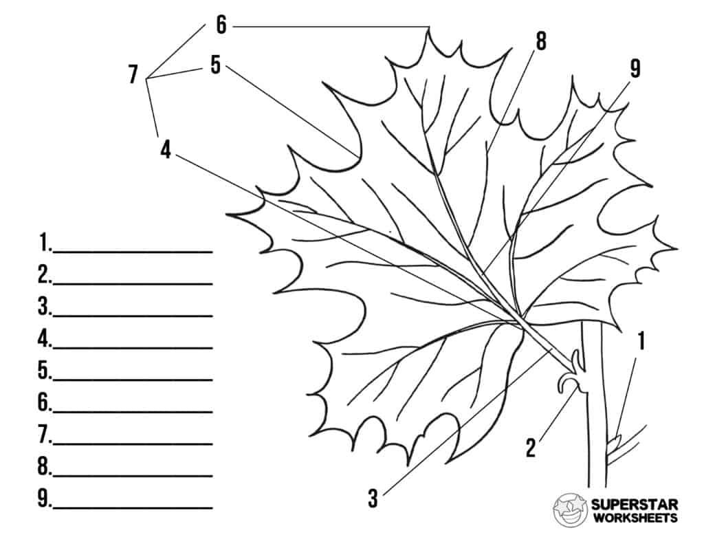 leaf diagram labeled