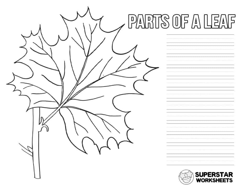 Parts of a Leaf Worksheet - Superstar Worksheets