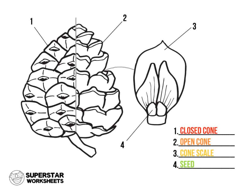 pinus cone diagram