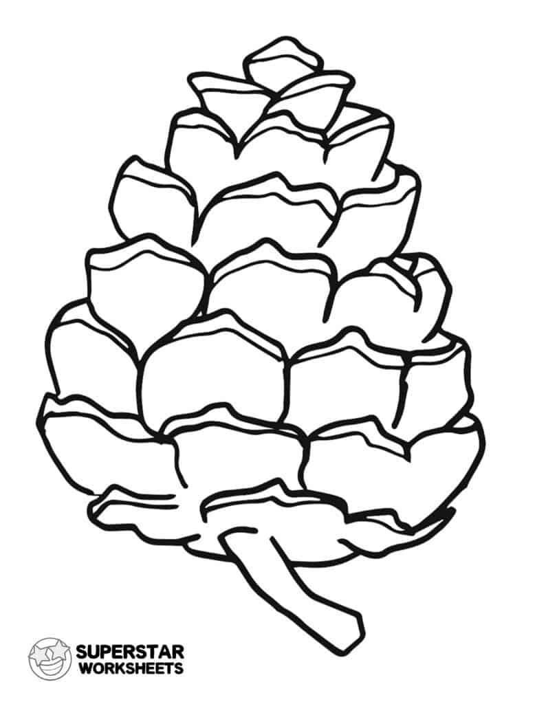 Parts of a Pine Cone Worksheets - Superstar Worksheets