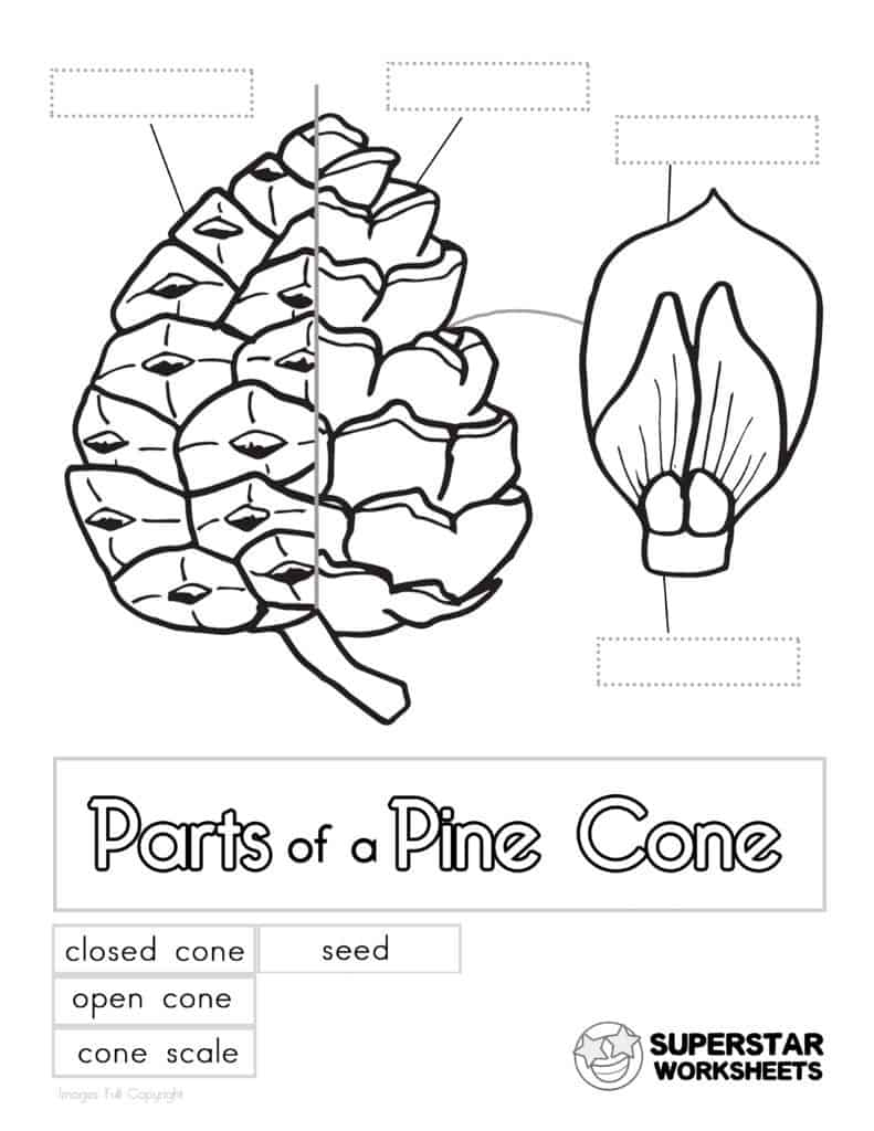 Parts of a Pine Cone Worksheets - Superstar Worksheets