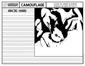 Animal Camouflage Worksheets - Superstar Worksheets