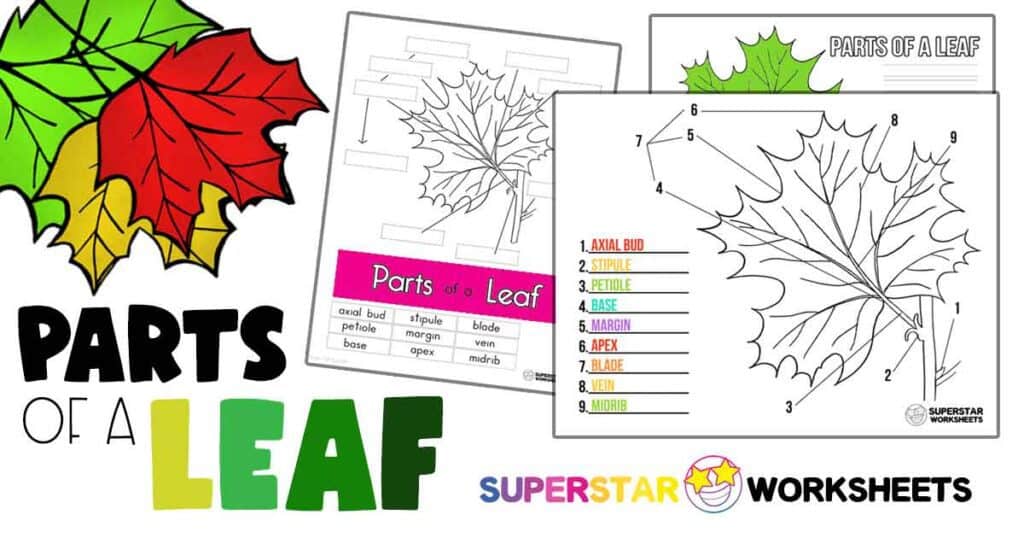 Parts Of A Leaf Worksheet Superstar Worksheets