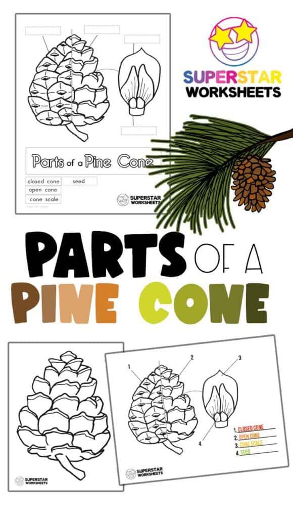 Parts of a Pine Cone Worksheets - Superstar Worksheets