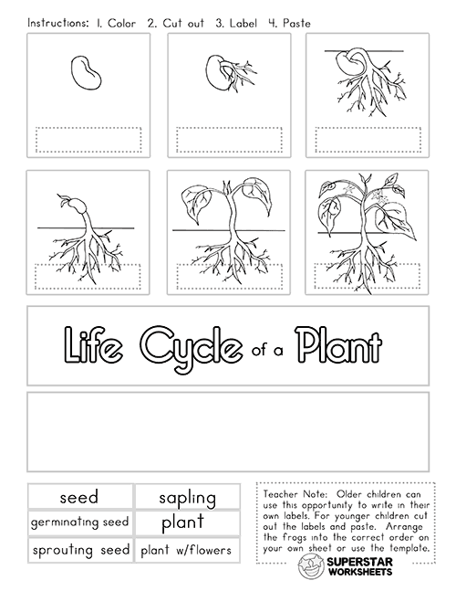 free coloring pages plant life cycle