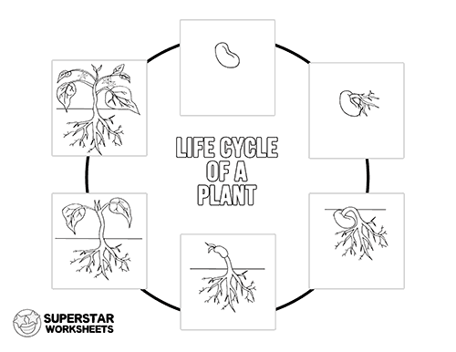 life cycle of a plant for kids diagram