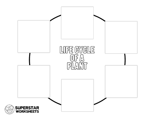 life cycle of a plant for kids diagram
