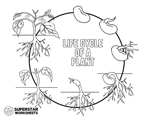 plant life cycle for kids worksheet