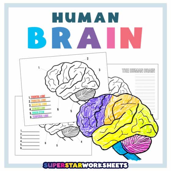 Science Worksheets - Superstar Worksheets