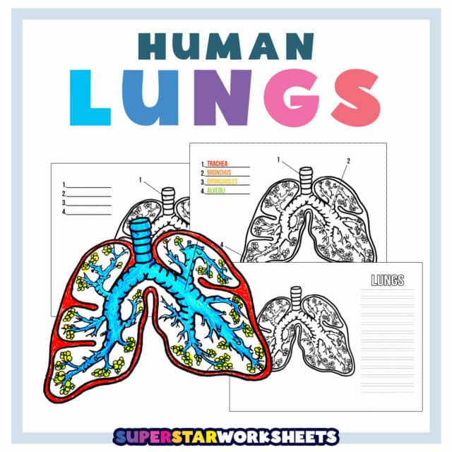 Science Worksheets - Superstar Worksheets