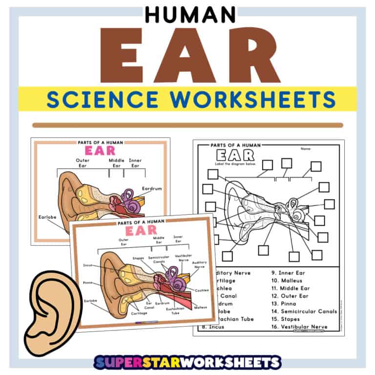 Cursive Pathway Ear Worksheets - Superstar Worksheets
