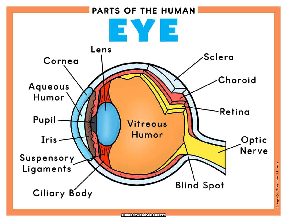 Eye Worksheets - Superstar Worksheets