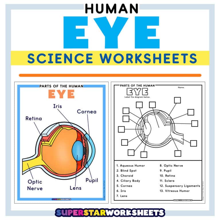 Eye Worksheets - Superstar Worksheets